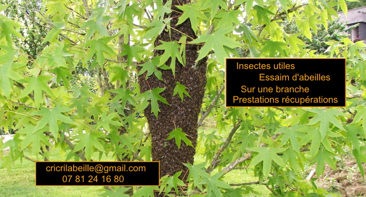insectes-utiles-essaim-abeilles-sur-branche-prestations-récupération.