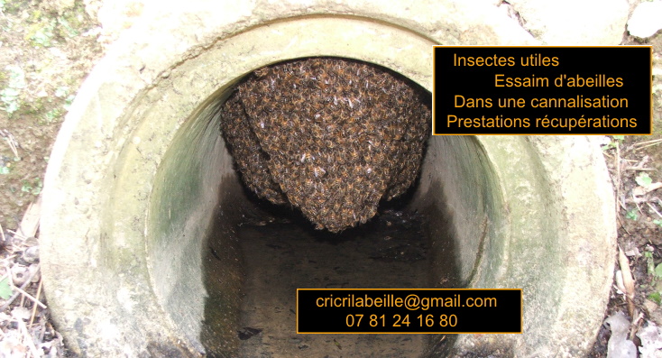 insectes-utiles-essaim-abeilles-dans-cannalisation-prestations-récupération.