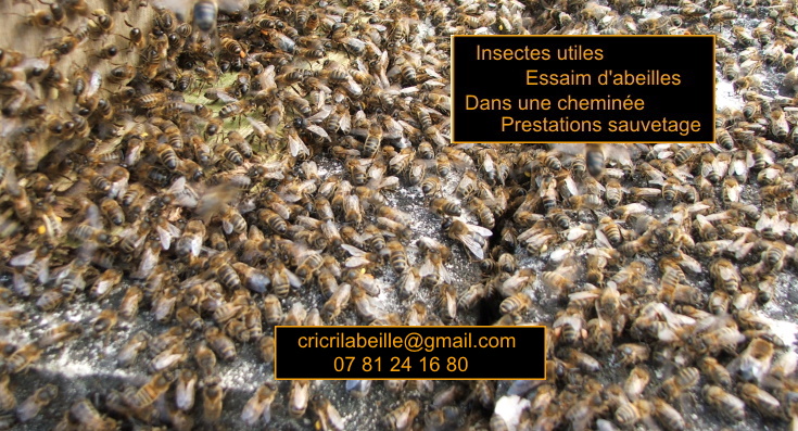 insectes-utiles-essaim-abeilles-dans-cheminée-prestations-sauvetage.