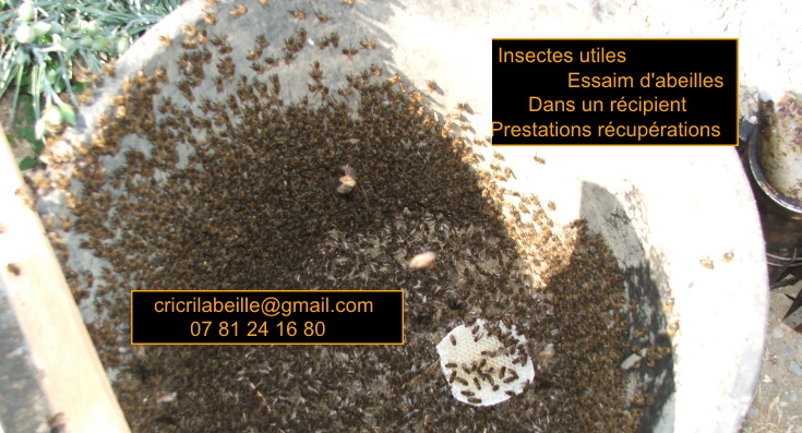 insectes-utiles-essaim-abeilles-dans-une-poubelle-prestations-récupération.