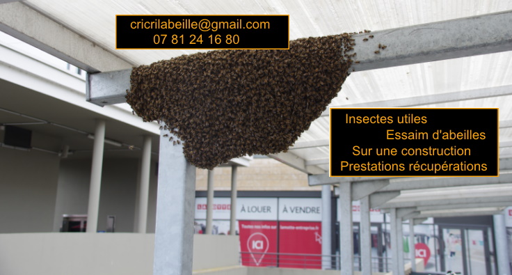 insectes-utiles-essaim-abeilles-sur-une-construction-métalique-prestations-récupération.
