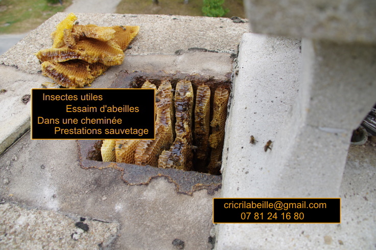 insectes-utiles-essaim-abeilles-dans-une-cheminée-prestation-sauvegarde