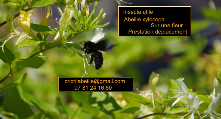 insectes-utiles-abeilles-charpentiere-xylocopa-prestation-déplacement.