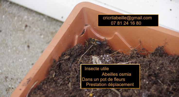 insectes-utiles-abeilles-osmia-dans-un-pot-de-fleurs-prestations-enlèvement.