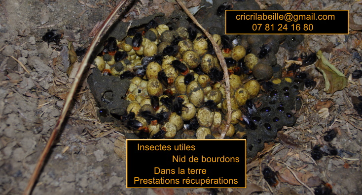 insectes-utiles-bourdons-teresstris-prestations-sauvetage.