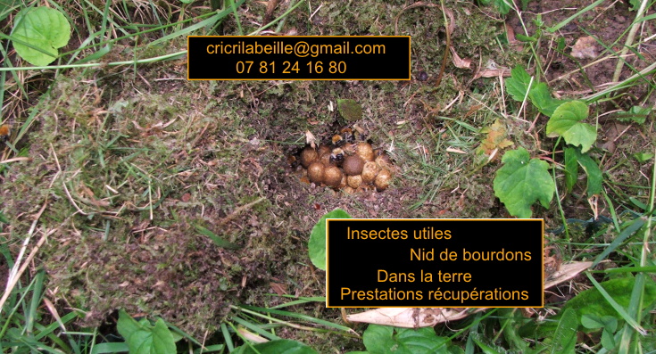 insectes-utiles-bourdons-pascuorum-prestations-sauvetage.