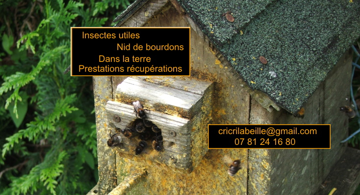 insectes-utiles-bourdons-un-croisement-méchant-prestations-enlevement.