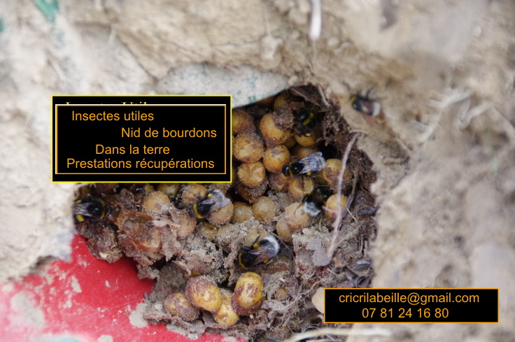 insectes-utile-nid-bourdons-dans-terre-prestations-récupération