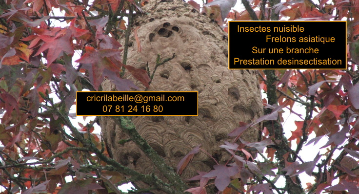 insectes-nuisible-frelons-asiatique-sur-branche-2013-saint-herblon-prestations-désinsectisation.
