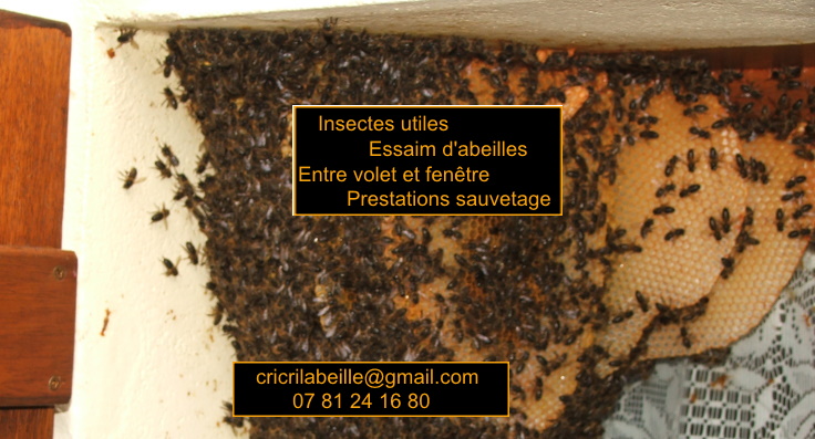 insectes-utiles-essaim-abeilles-entre-volet-fenetre-prestations-récupération.